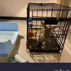 أرنب هولندي لعوب مع الأطفال شبكه وكله معه Litt Box و مكنسته