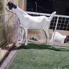 جفار هولنديه حجازية