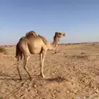 بكار وحده لقيه لقحه وثانيه حقه