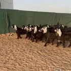 جذعات عوارض صنف الصنف