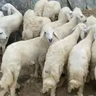 طليان ورخال