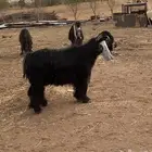 معز صنف للبيع لاعلى سومه