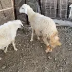 طليان جبره عمره فوق 7 شهور وحولها الزاوية بني كبير