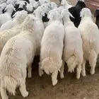 طليان ذبايح المناسبات تم البيع