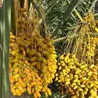 جنوب ساجر بيع خراف نخل انواع كثيره