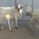 فحول قبرصية نادرة