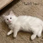 ققط شيرازي للبيع