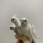 فروخ كروان غر