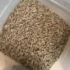 بذور بونسيانا حمراء