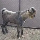 تيس شامي اصلي