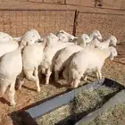 بهم حري العدد 16