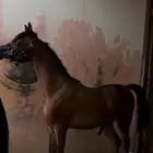 مهر فاخر   للبيع