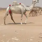 للبيع عشرا معزول ولدها
