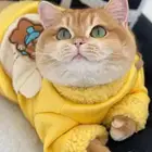 عرض الاجازه للتزاوج بسعر200 قط برتش يوجد كتن للبيع