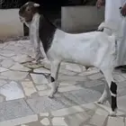 تيس هولندي فحل مطور