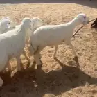 رخال