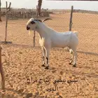 تيس بيشي اكحل