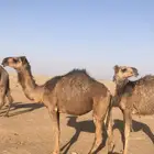 بكار للبيع