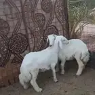طليان ذبايح