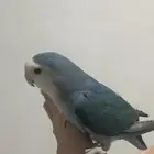 ببغاء روز