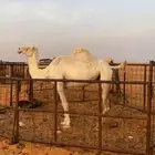 لقحه وضحا لقحه على ولد رمان ابن قريع
