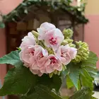 شتلات الدومبيا الورديه