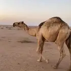 قعود طيب
