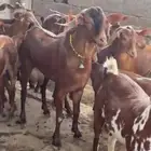 تيس جذع ماشاءالله