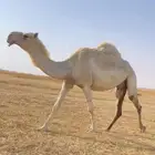 اللقحات الوضح الكفو