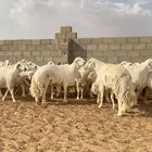 غنم حريات حرش مراح دفيع بفحولها عددها 100