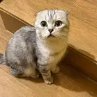 بيع قطط سكوتش