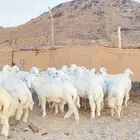طليان حرية للبيع