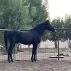 حصان شعبي كفو حار