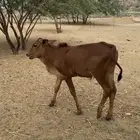 عجل او حسيل ذكر( تم البيع)