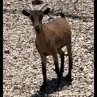 جفره هجين وعل