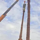 قلع وغرس نخل ونقل مكان لمكان اخر