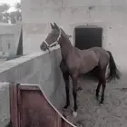 مهر فوق الكفو