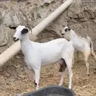 ماعز