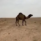 ناقة عبدانية