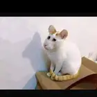 قط للبيع يستجيب بسرعه لأي شي .