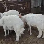 طليان حري