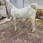 جفر تيس فحل مطور ابيض