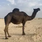 لقحه مجهم