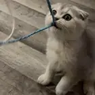 سكوتش فولد كيتن