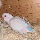 فرخ روز