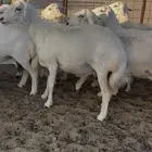 غنم دفيع ومقاريب