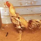 ديك للبيع على شرط