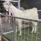 فحل تيس مطور ابيض خصم