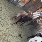 جنوب الرياض- الزويليات