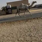 لقحه